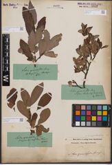 Foto von Salix appendiculata Vill.